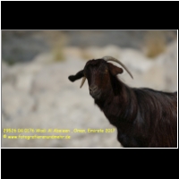 29526 04 0176 Wadi Al Abeieen , Oman, Emirate 2017.jpg